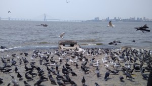 birds birds